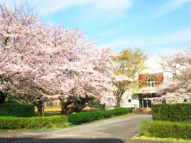 中庭：キャンパスには大きな桜の木が何本もあります。