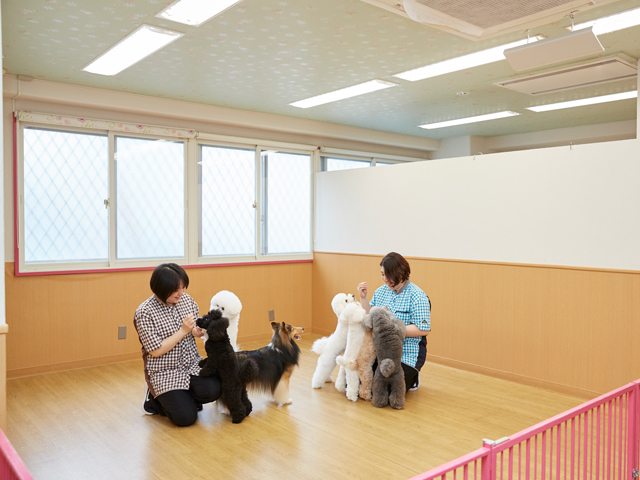学校犬の暮らすwan’sルームは、のびのびと過ごせる大きめの多目的スペースが特徴です。